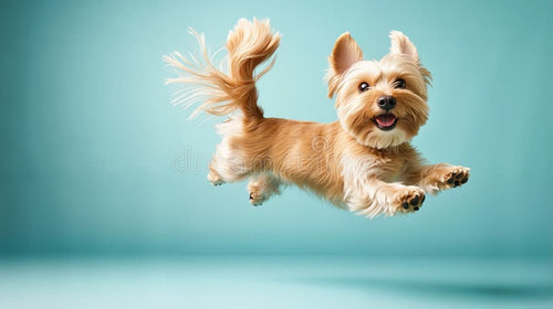 Happy Tails UK